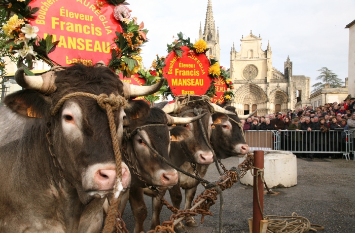 Fête boeufs gras de Bazas