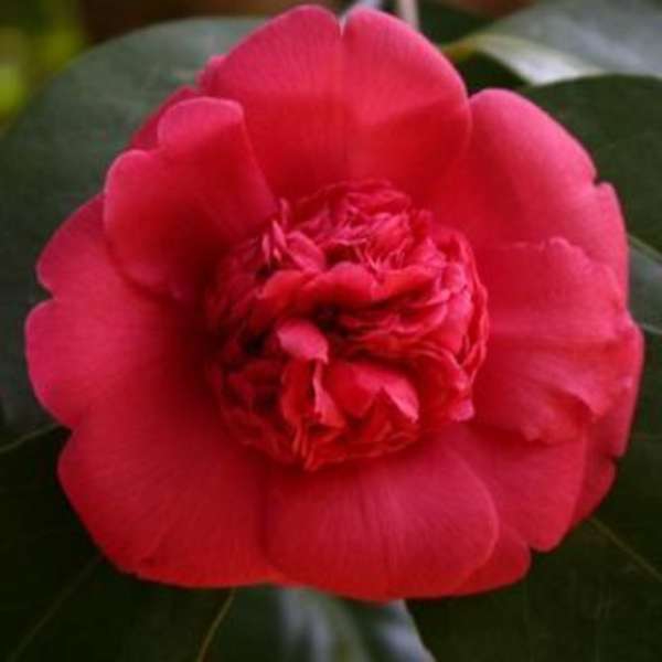 Les Camélias de la Prairie.