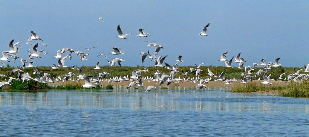 Sortie Parc Ornithologique du Marquenterre (Baie de Somme)