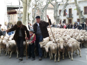 ANTENNE DE NIMES Foire et transhumance SENAS