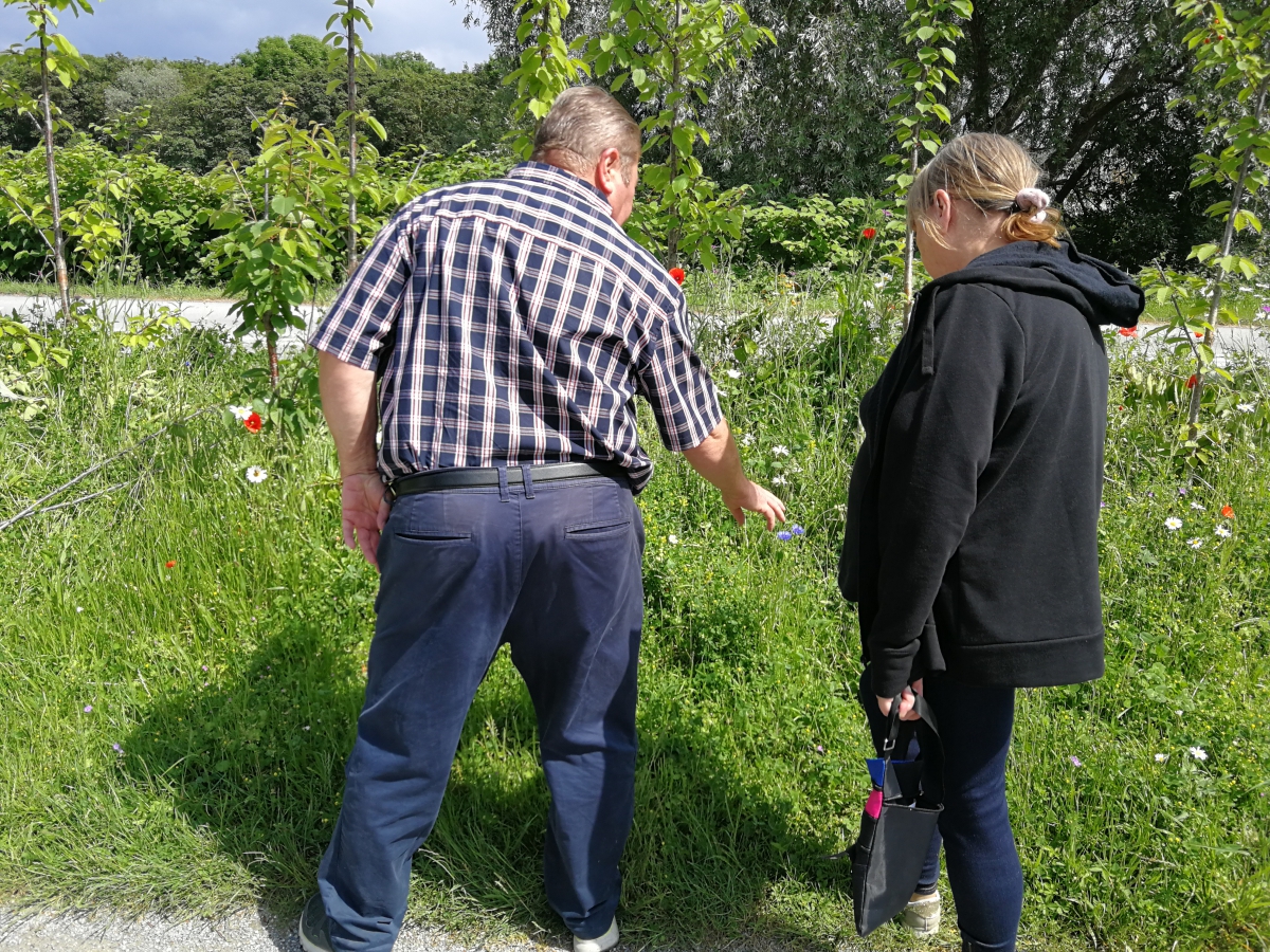 marche au vignoble