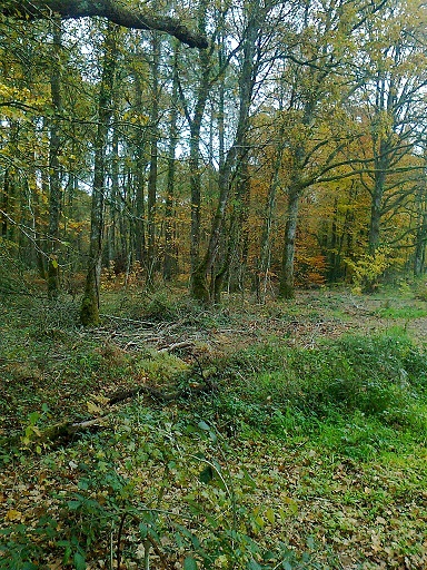 Journée de balade en forêt