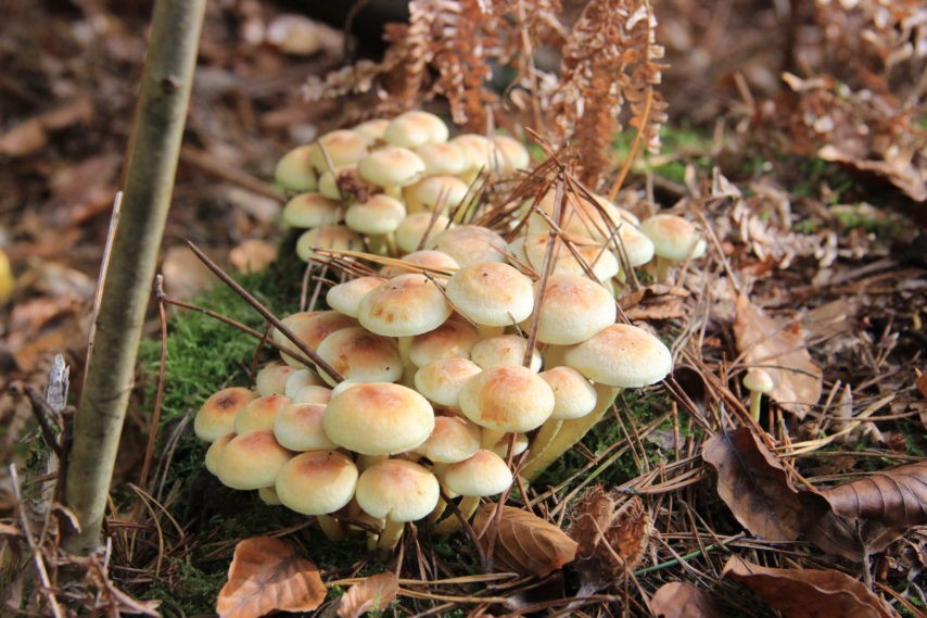 Sortie cueillette de champignons foret du Gavre et pique nique