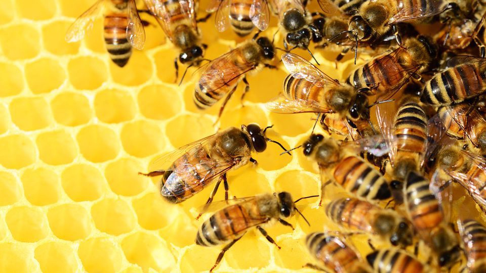 La république des abeilles