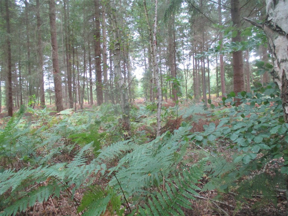 Marchons à Gauche en forêt - retour La Londe