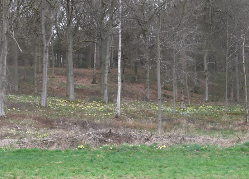 MARCHONS ENSEMBLE en forêt verte