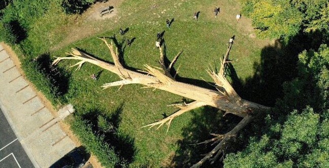 Forêt monumentale la Brétèque