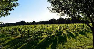 Marche vignoble