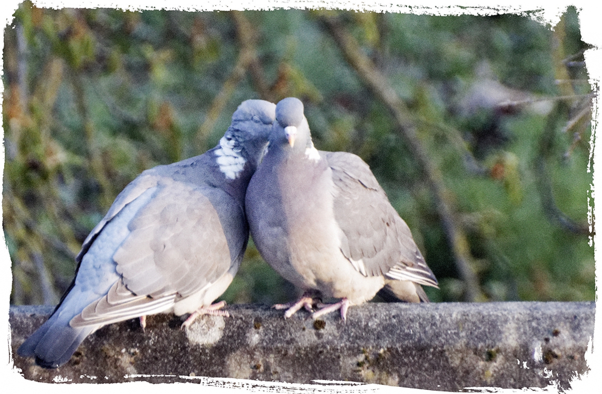 Mes plus belles photos