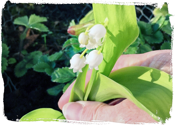 Photos de votre jardin et de votre environnement