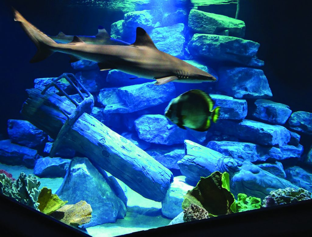 Aquarium