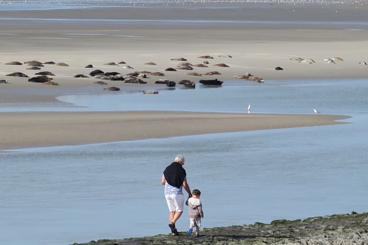 Inter antennes Berck : balade découverte, à la rencontre des phoques