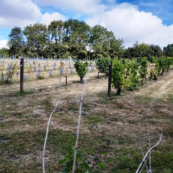 Marche vignoble