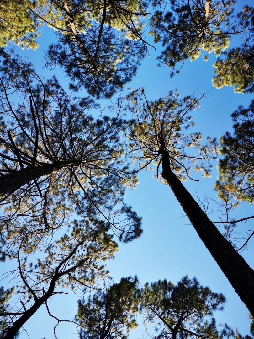Sylvotherapie en forêt de verrières le buisson