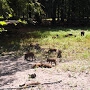Marche parc animalier de Roumare  +pot