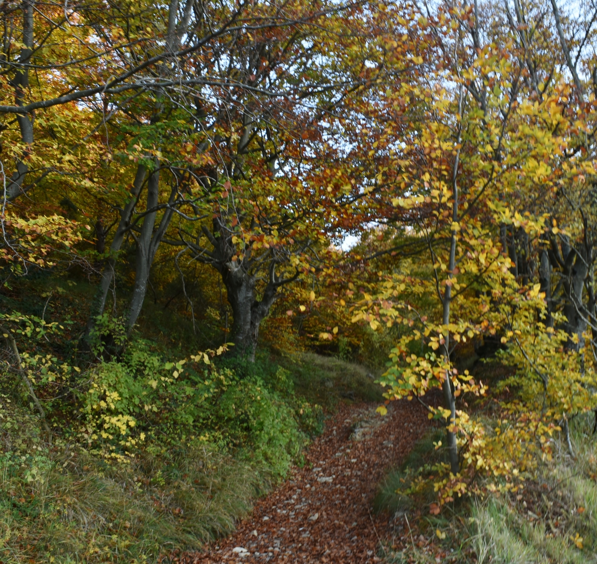 Mensuelle et Voyage virtuel/le de l'automne sous toutes les coutures