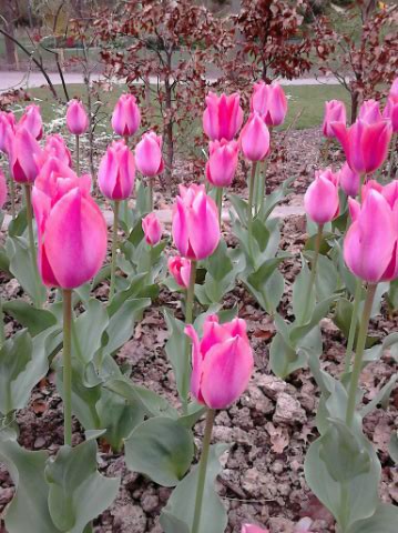 Découverte de l'AFS