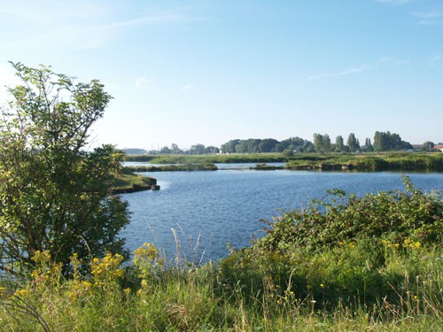 Annulé - covid - Balade nature : Les oiseaux des zones humides