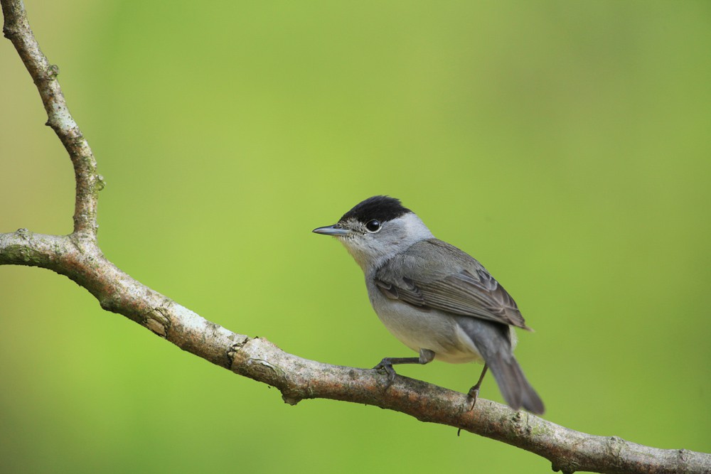 Confinement- Annulée par EDEN62-Balade nature au Platier d'Oye : Les chants des oiseaux