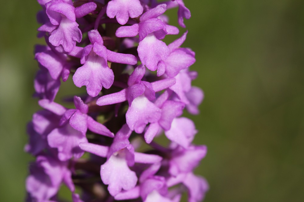 Balade nature au Platier d'Oye : Zoom sur les orchidées du Platier