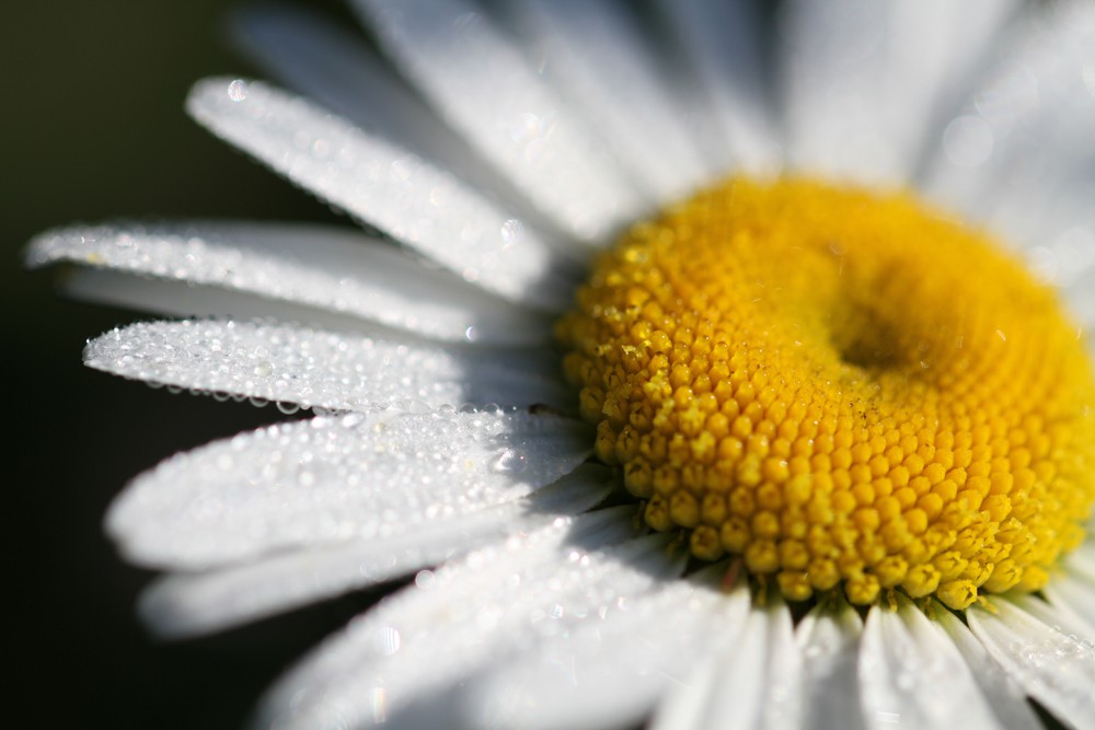 Langage des fleurs et balade découverte de Réserve du marais de Condette