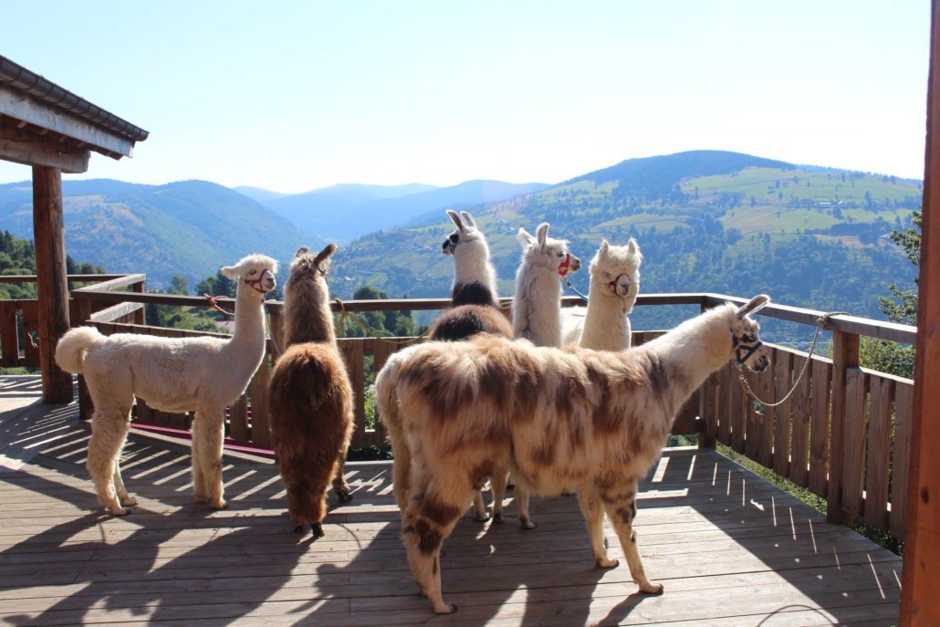 Montagne des Lamas et Alpagas / REPORTEE