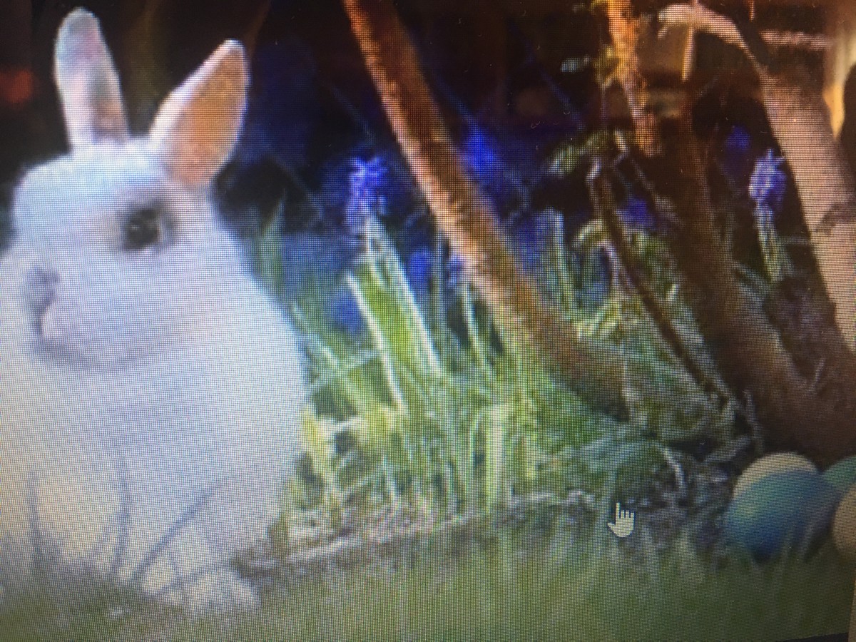 RDV  Recherche oeufs de  Paques bord Seine