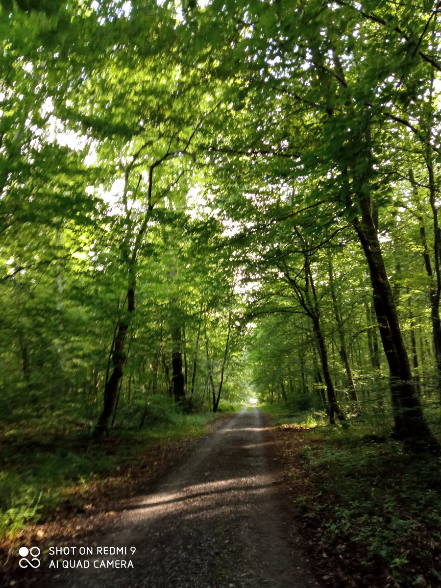 Marche tranquille au mont du Tremble