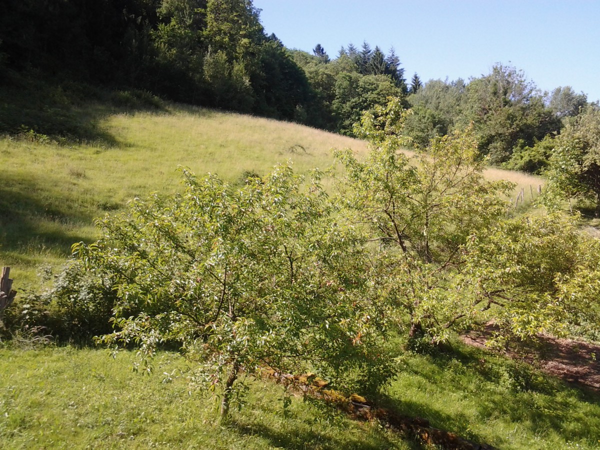 MARCHE TRANQUILLE