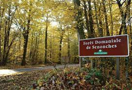 La forêt domaniale de Senonches