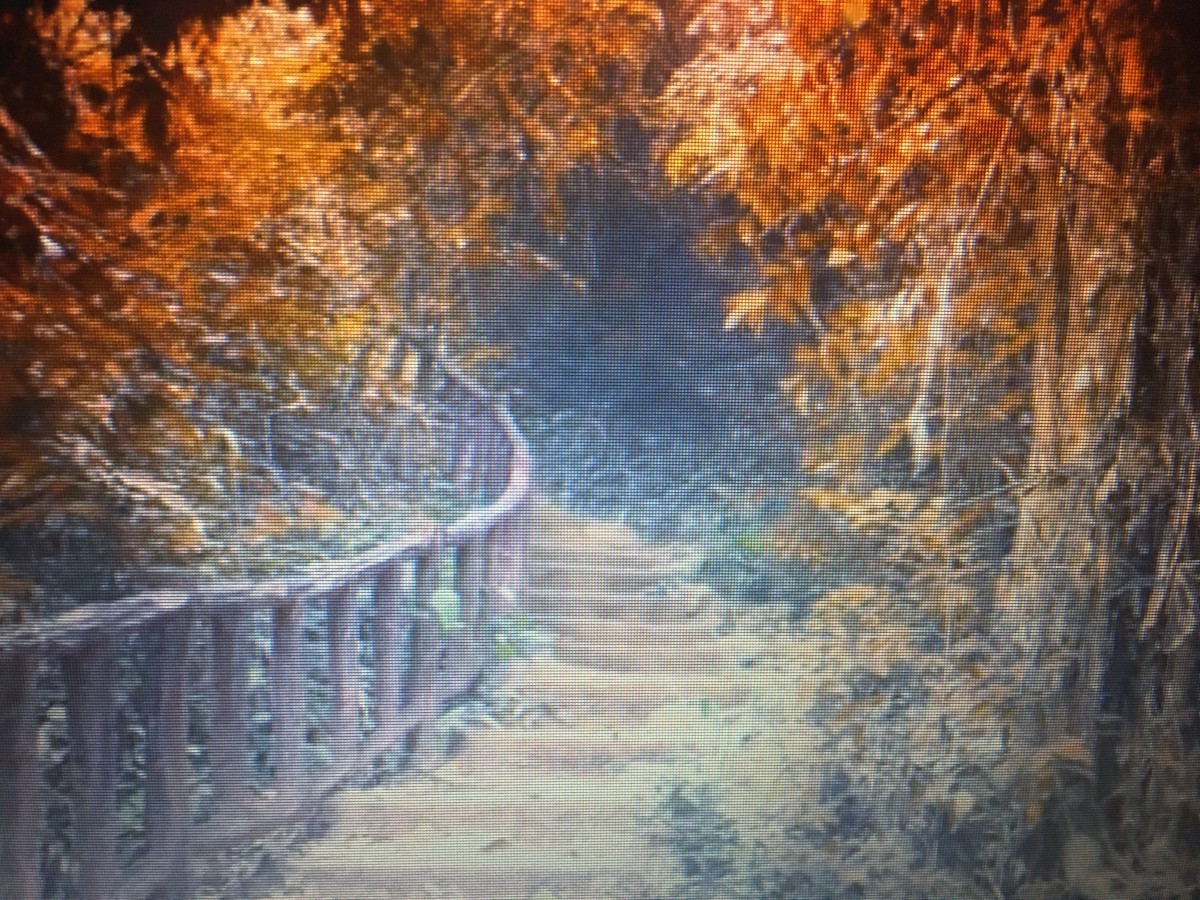 Marche forêt du Rouvray