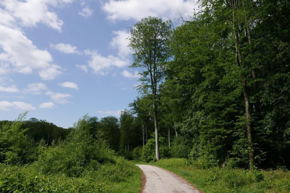 en Forêt de la Londe