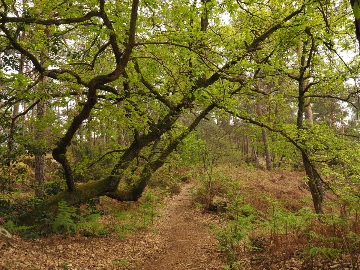 Balade autour de fontainebleau