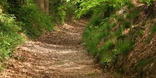La forêt de Trahant