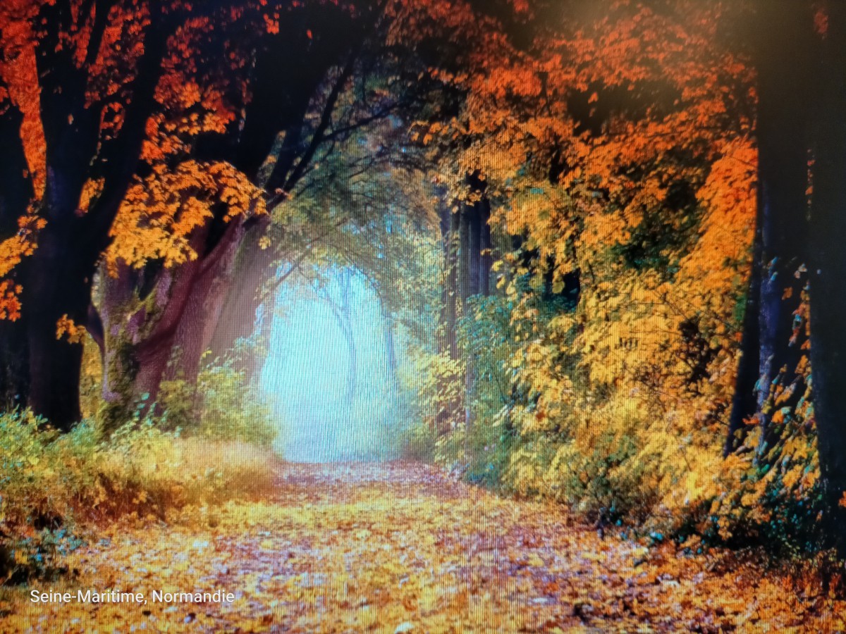Marche  balade forêt du Rouvray