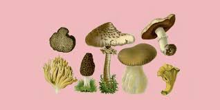 Un apres midi aux champignons