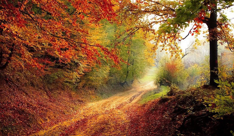 Marche  balade forêt du Rouvray