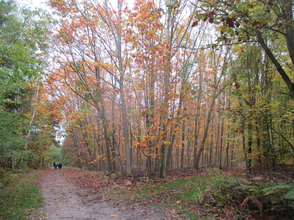 Balade pédestre en forêt