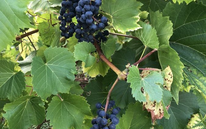 Cailloutin d'Autils : un jardin , une vigne  balade découverte