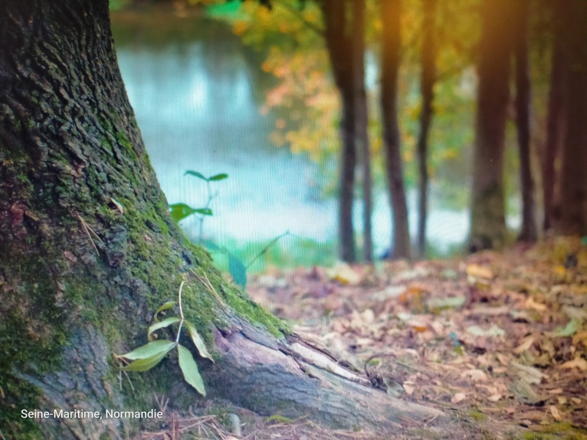Marche  Beaujolais forêt de Rouvray
