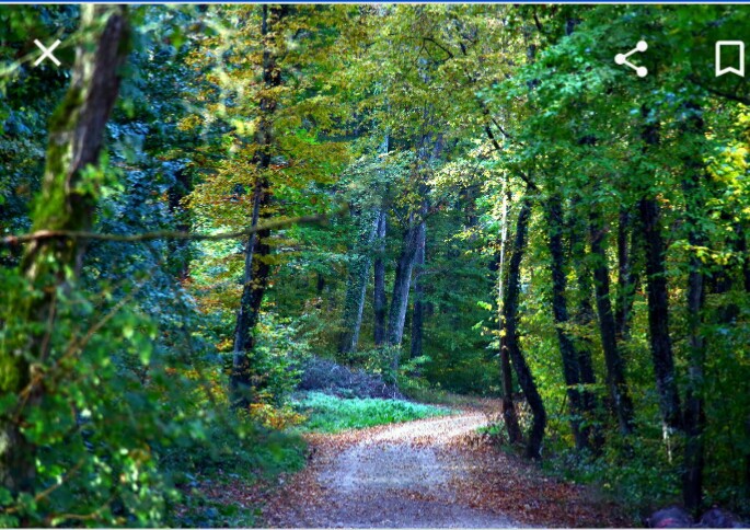 Marche du Bois de Thionville