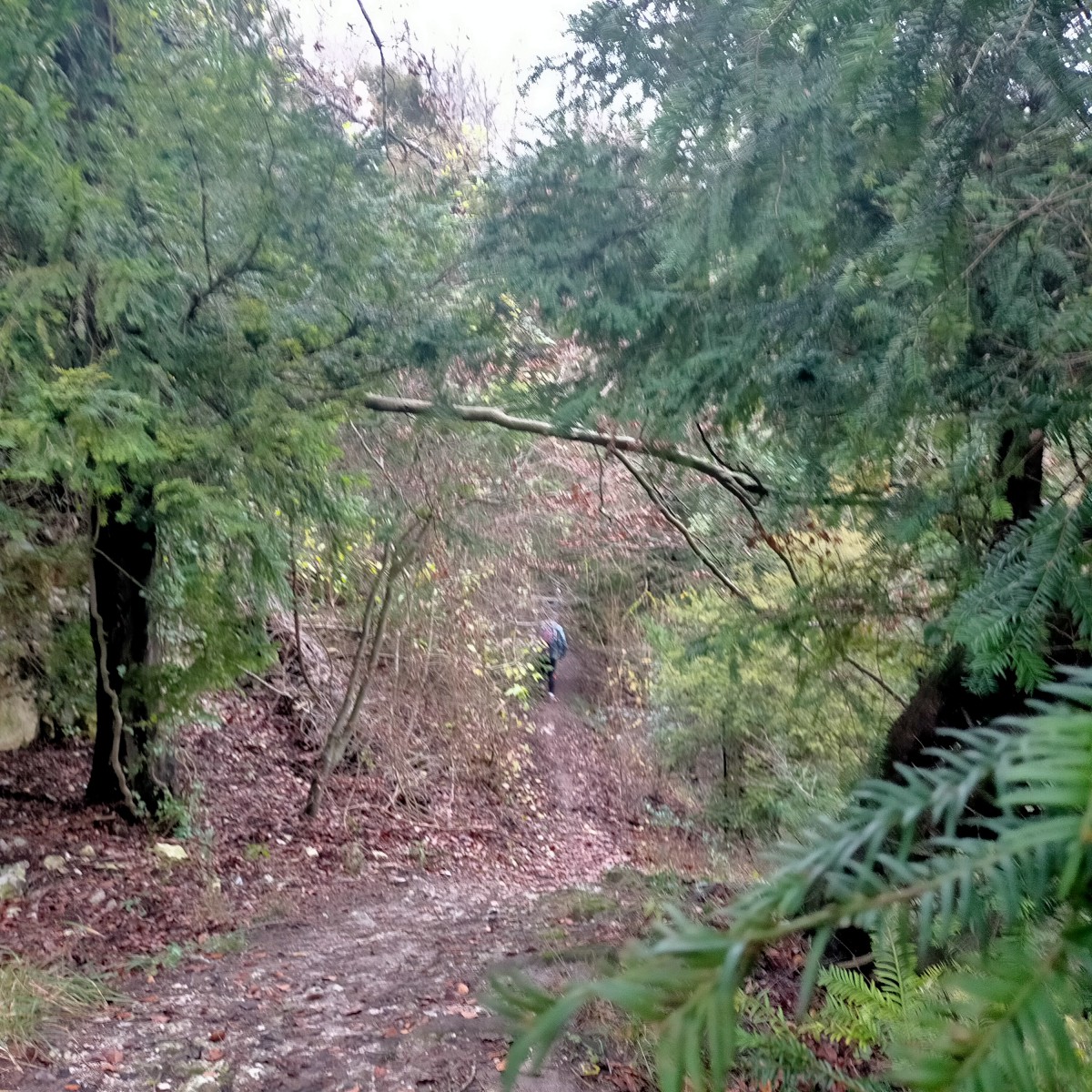 Marche  Bois  du Val  l'abbe'