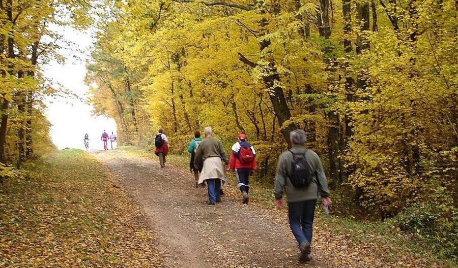 marche au vignoble