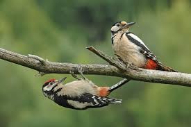 SORTIE NATURE gratuite