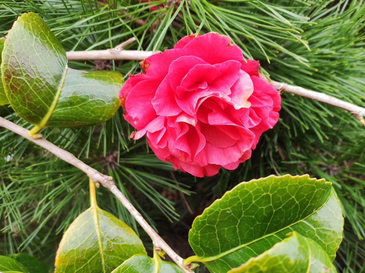 Au soleil du printemps