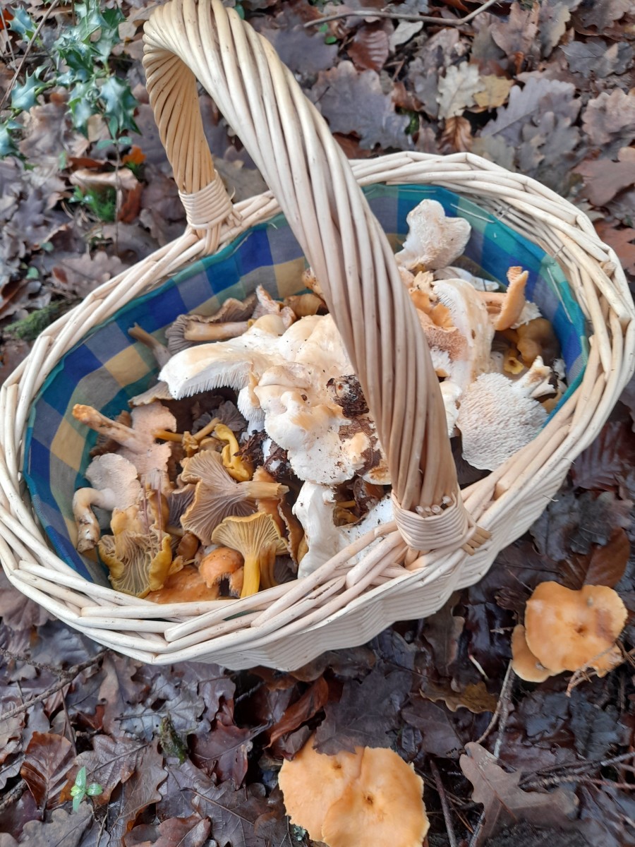 Balade en forêt et cueillette de champignons