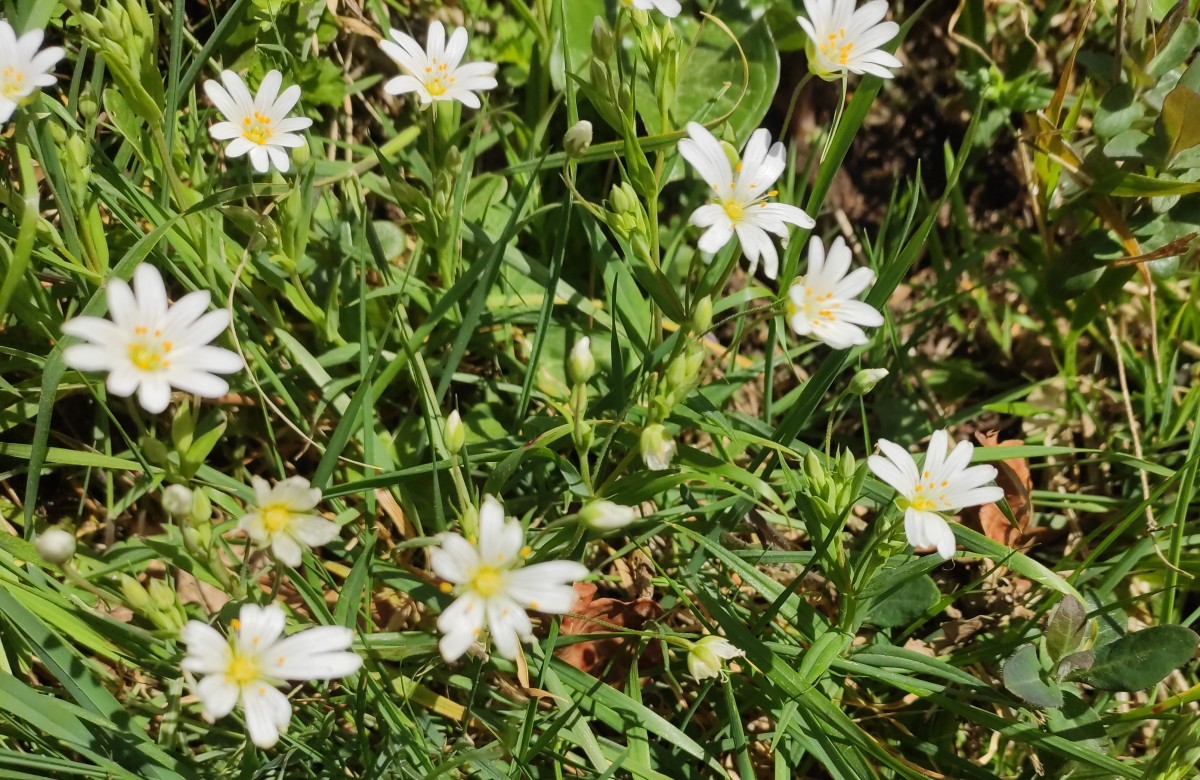 Balade  printanière