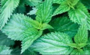 Quesnoy: balade sauvage découverte plantes