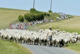 Suivre la transhumance de 200 brebis