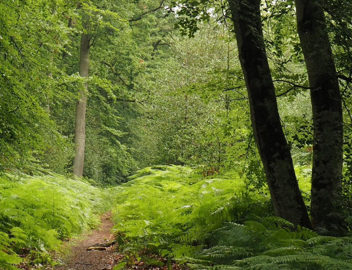Marche en forêt, 16 ou 17 km